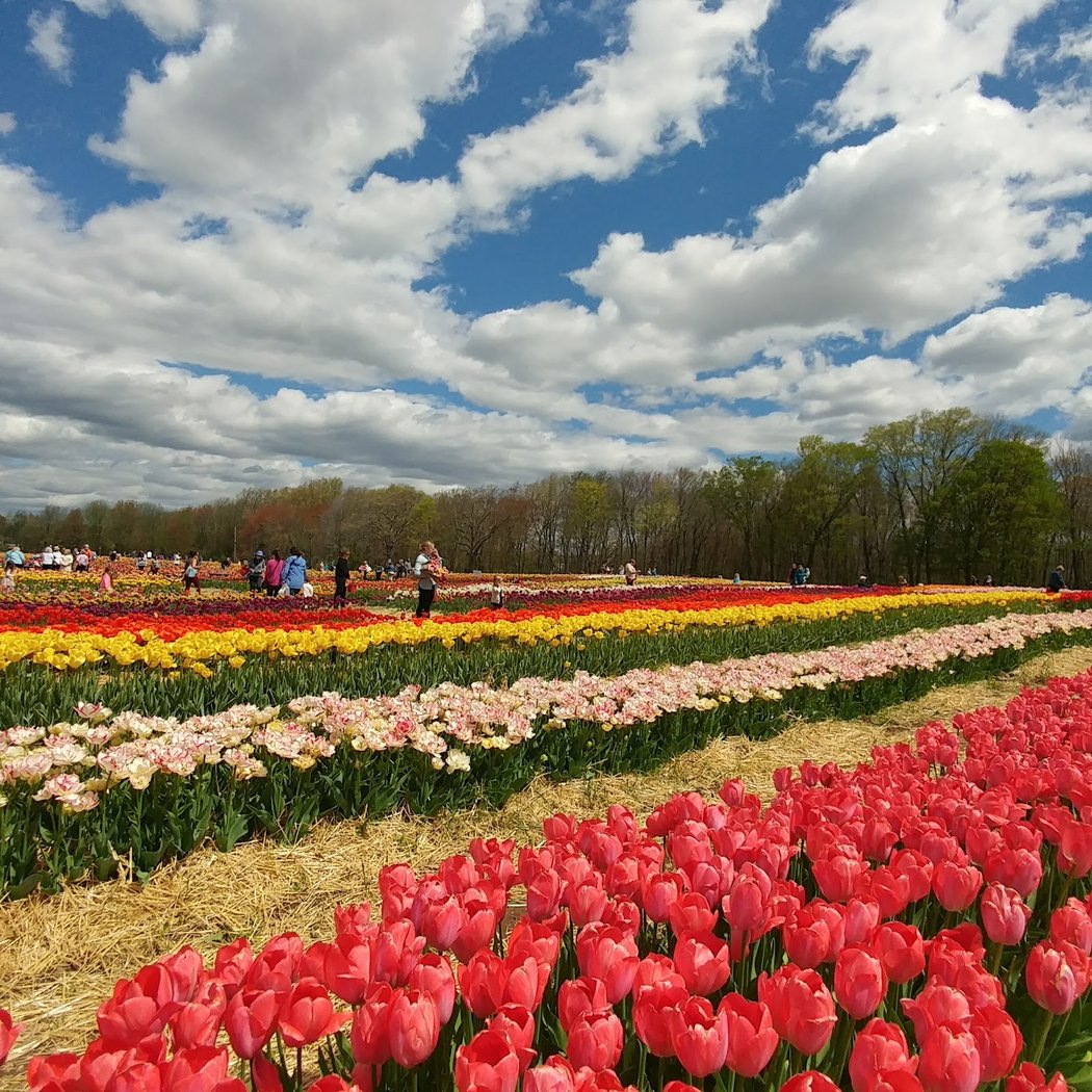 Wicked Tulips - Exeter RI 3