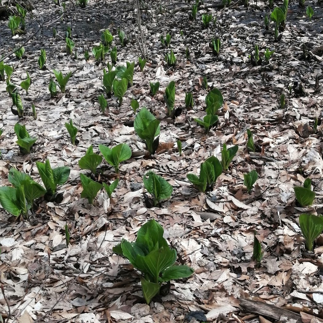 Parc de la Seigneurie Godefroy 1