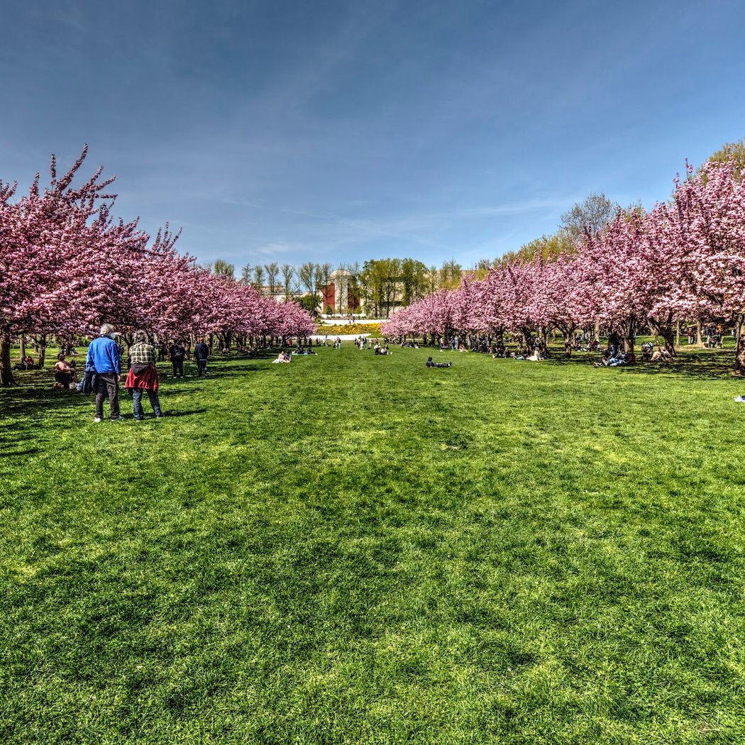 Sakura Matsuri 1