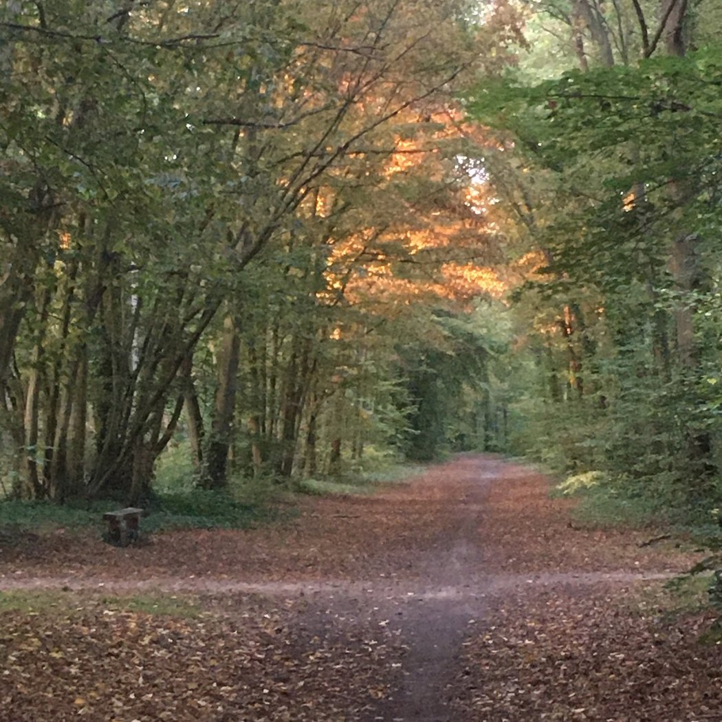 Chantilly Forest 1