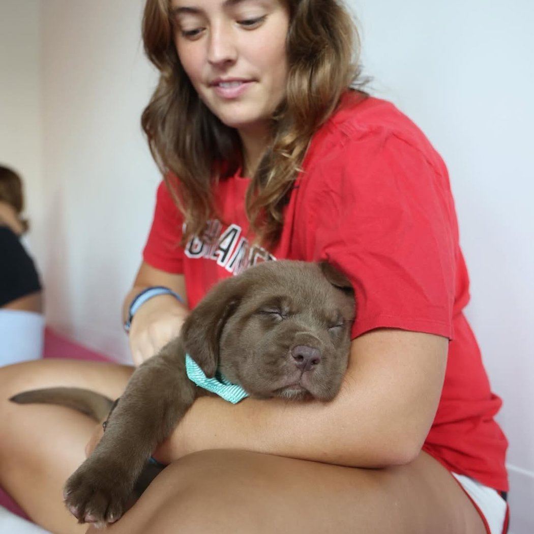Labrador Puppy Yoga 1