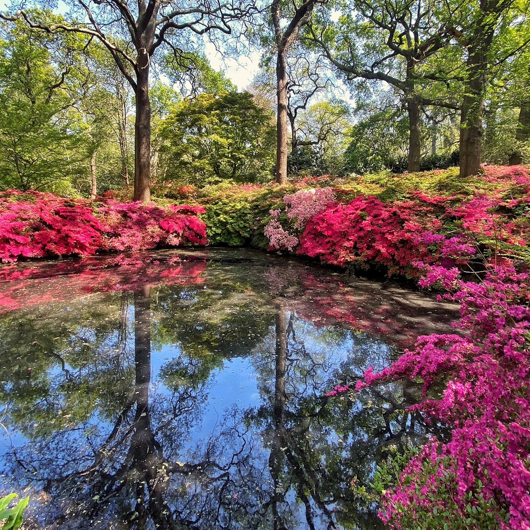Isabella Plantation 4