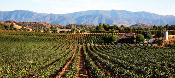 Reyes Winery 2