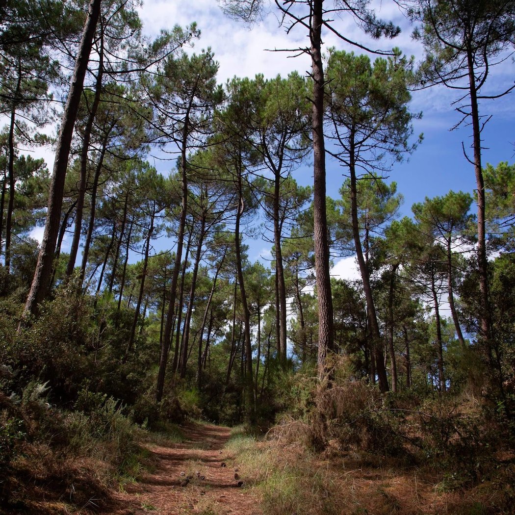 Forest of la Coubre 1