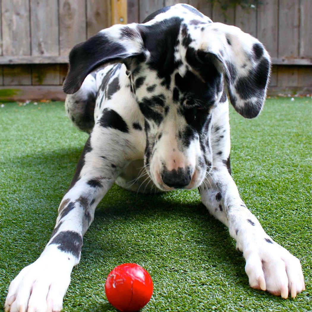 The Grateful Dog 1