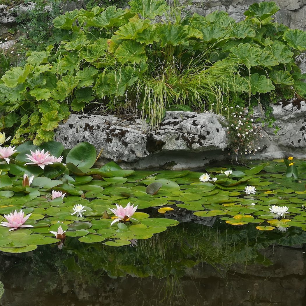 Lausanne Botanical Garden 1