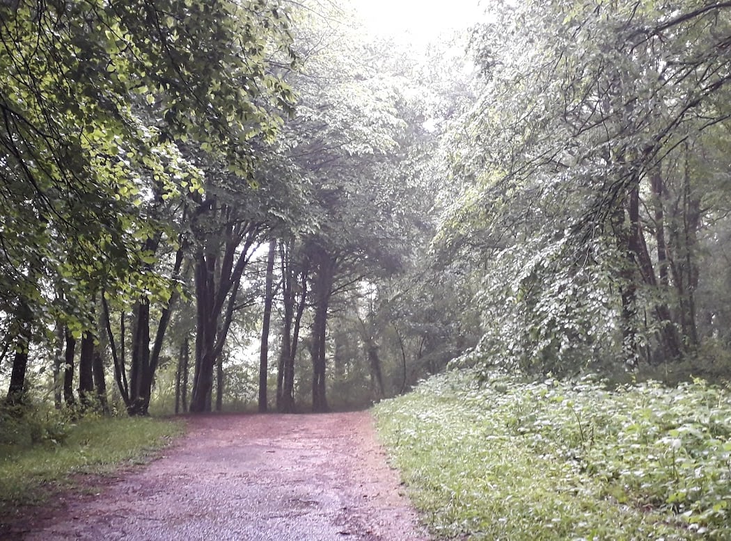 Forêt Régionale de Claye-Souilly 5