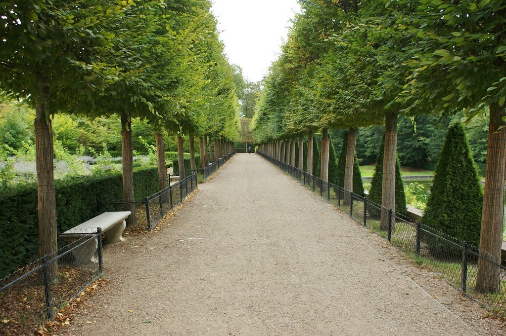 Hornbeam alley 2