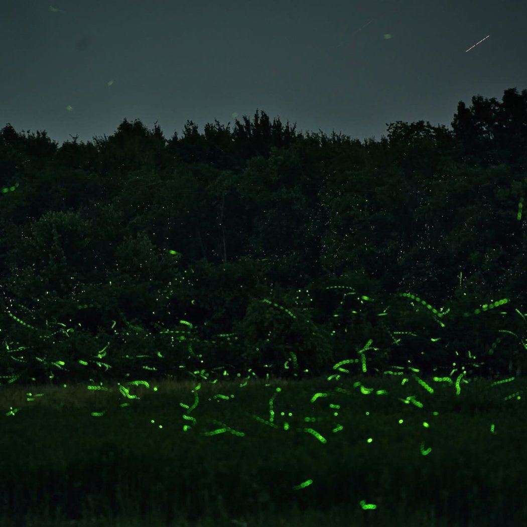 I Spy Fireflies! 1