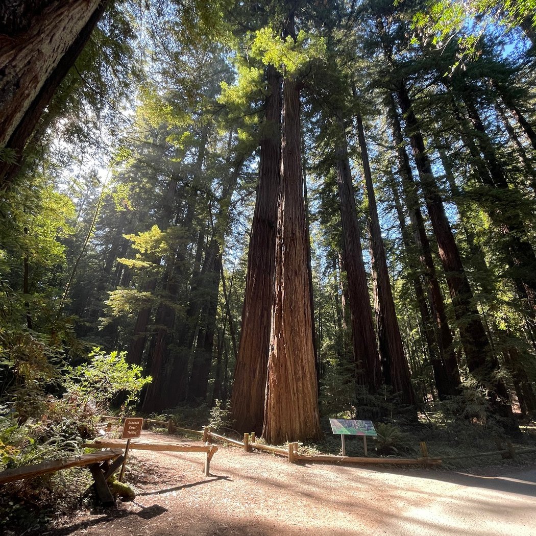 Yoga in the Redwoods with Deneene 3