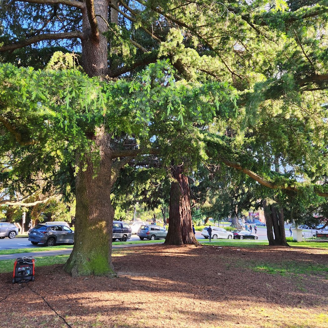 Crescent Lawn | UC Berkeley 2