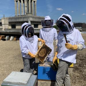 Atelier d'apiculture urbaine et dégustation de miels sur les toits 1