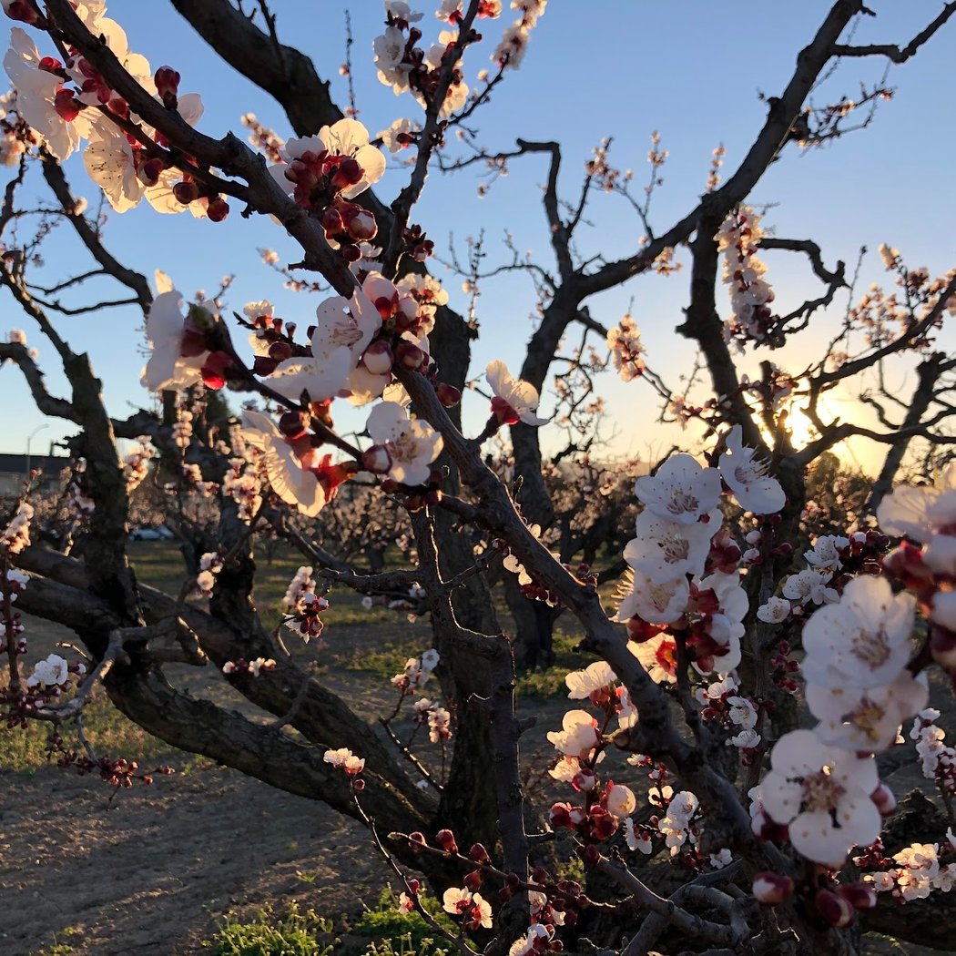 Orchard Heritage Park (Apricot Orchard Barn) 1