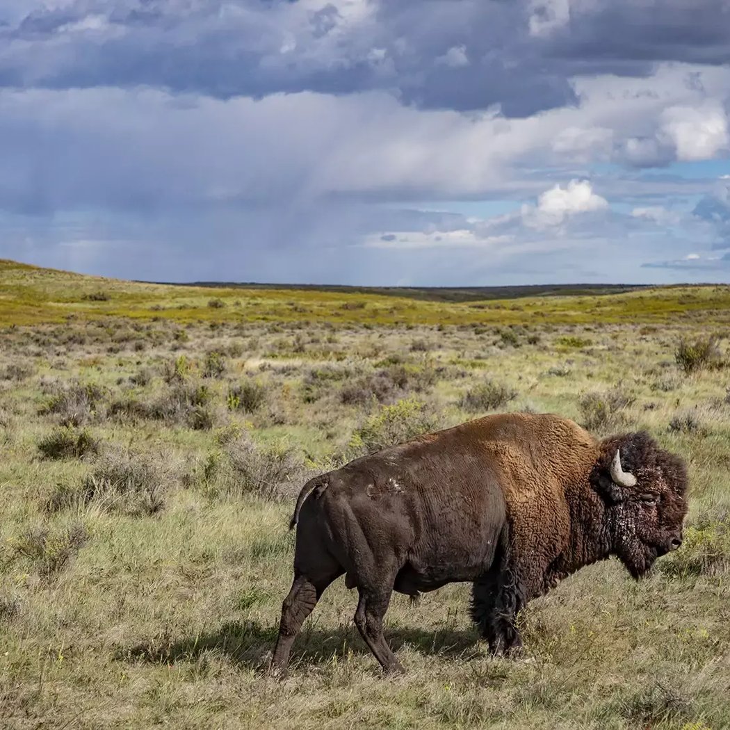 Mammals of the Prairie