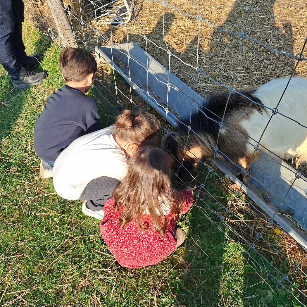 Atelier pain et animaux 4