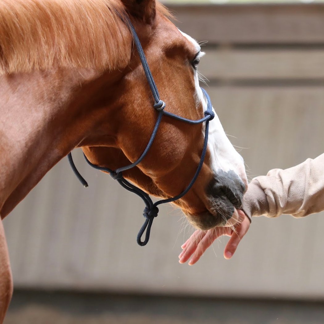 Equicoaching Paris - Alter Horse 1