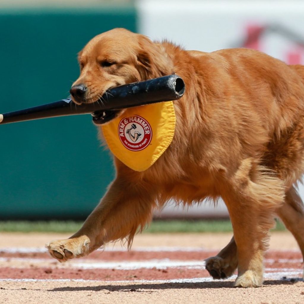 Trenton Thunder vs. West Virginia Black Bears (Batdog Card Giveaway) 1