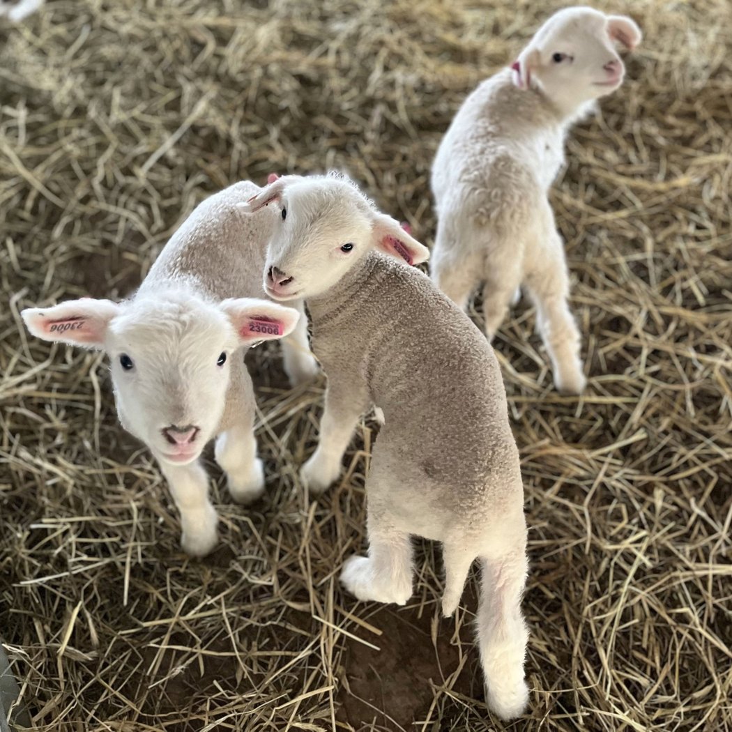 Lambing Barn Tour 1