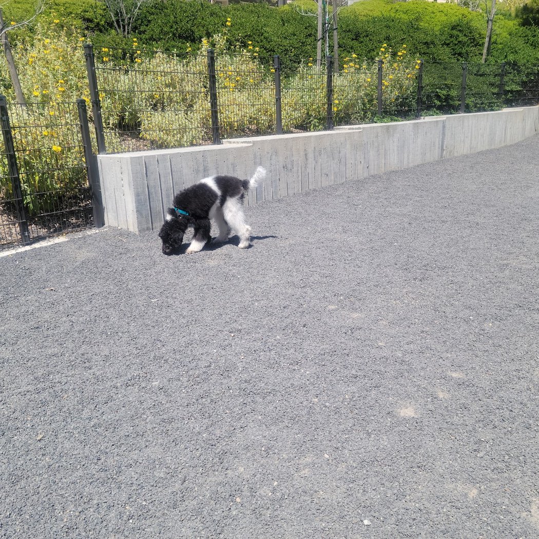 Brotherhood Mini Dog Park 3
