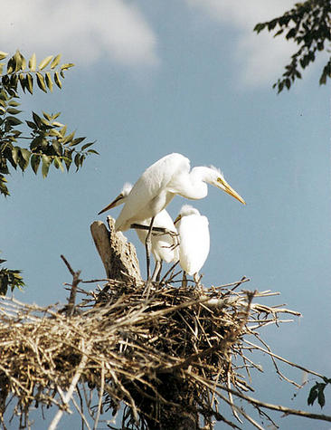 Lake Renwick Migratory Bird Viewing 3
