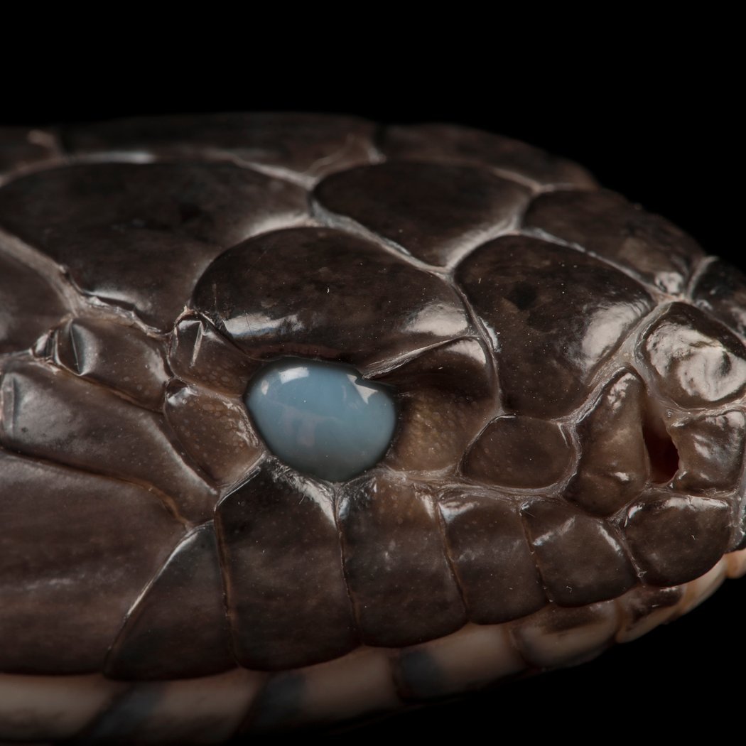 Spectacular Snakes! 4
