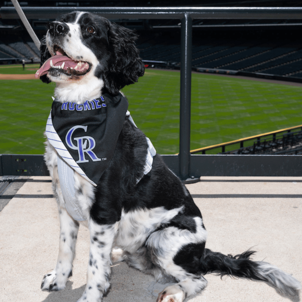 Bark at the Park