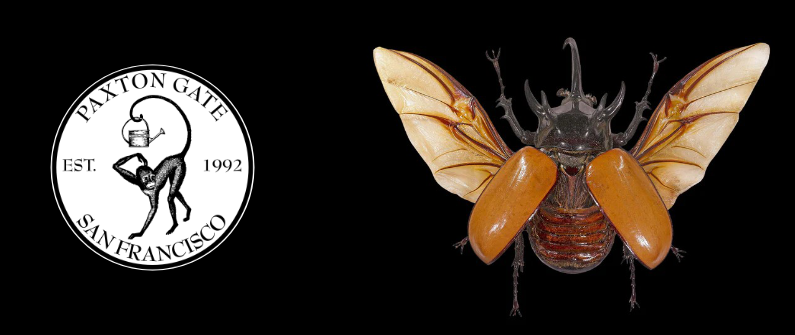 Paxton Gate's Insect Pinning Class: Five Horned Rhinoceros Beetle 1