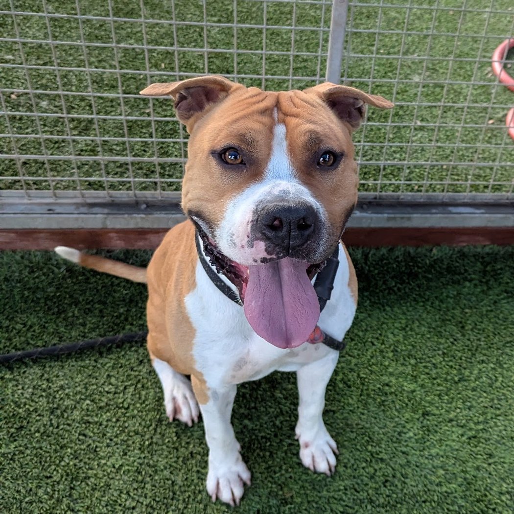 Waived Adoption Fees Weekend 1