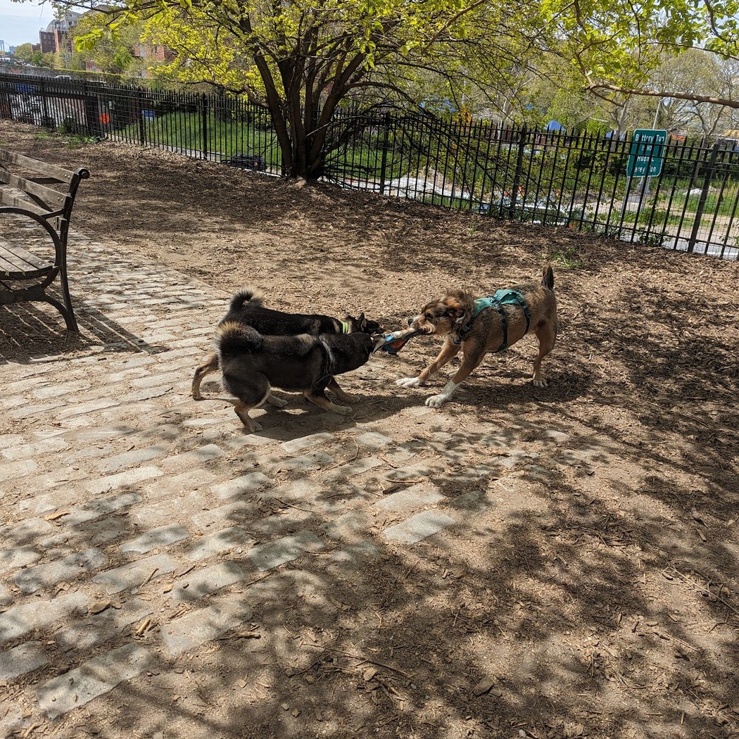 Cobble Hill Dog Park 2