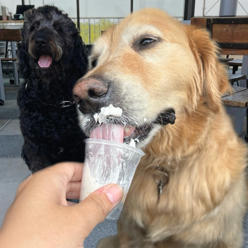Yappy Hour 1