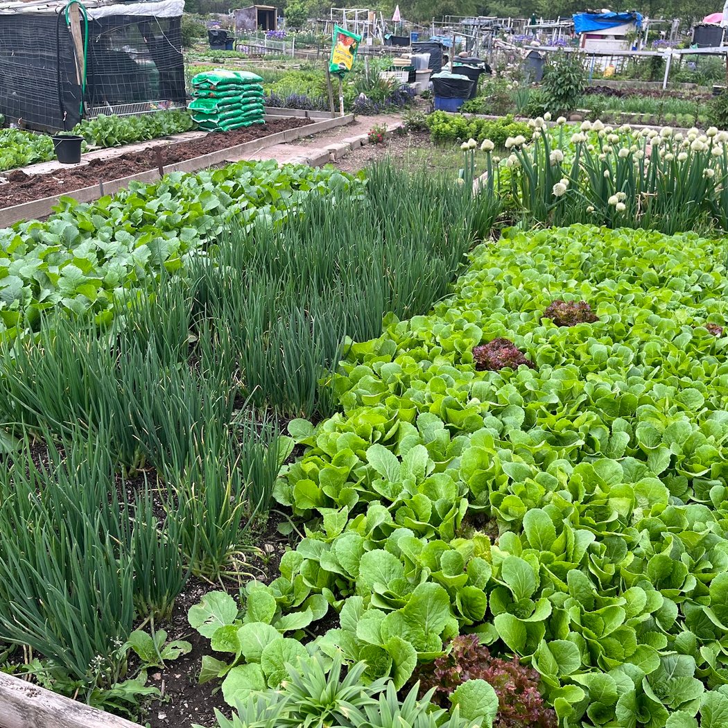 Evergreen Community Garden 1