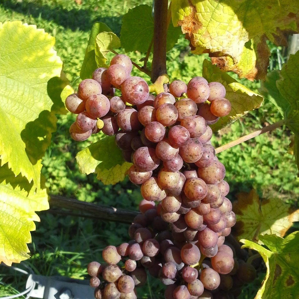 Domaine la Joyeuse - Vin AOC Moselle - Bière - Séminaires - Oenotourisme 2