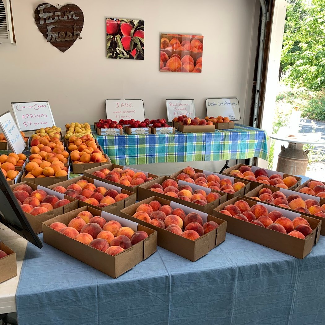 Satsuma Mandarins at Brazelton Ranch 3