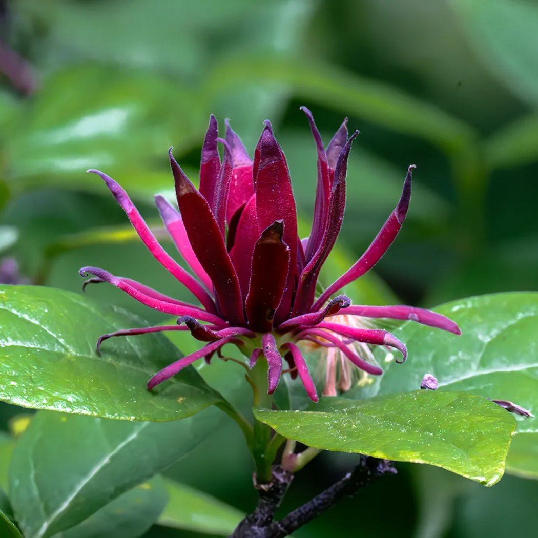 Mindful Nature Walk 3