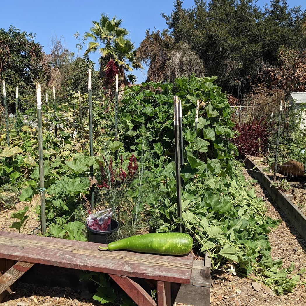 Charles Street Gardens 3