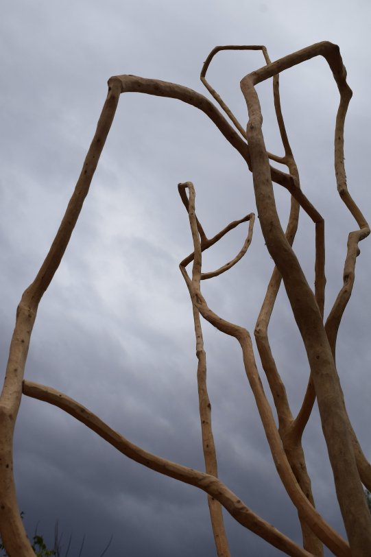 Fabián Schalekamp - “The Heart of the Forest”