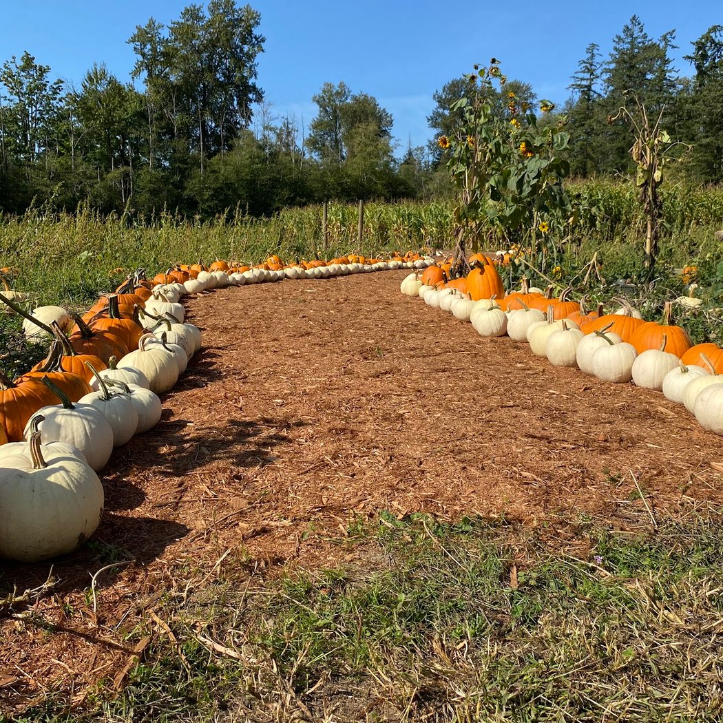 2026 Pumpkin Patch Season 1