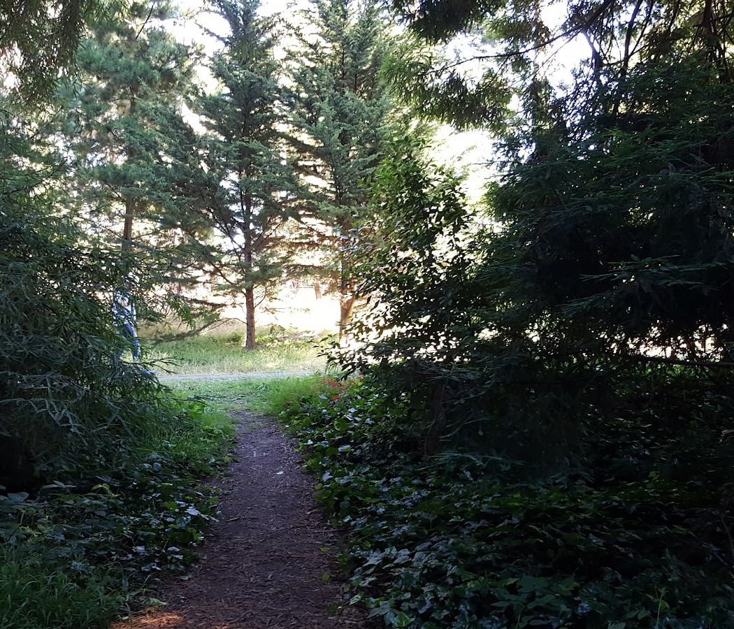 Redwood Memorial Grove 3