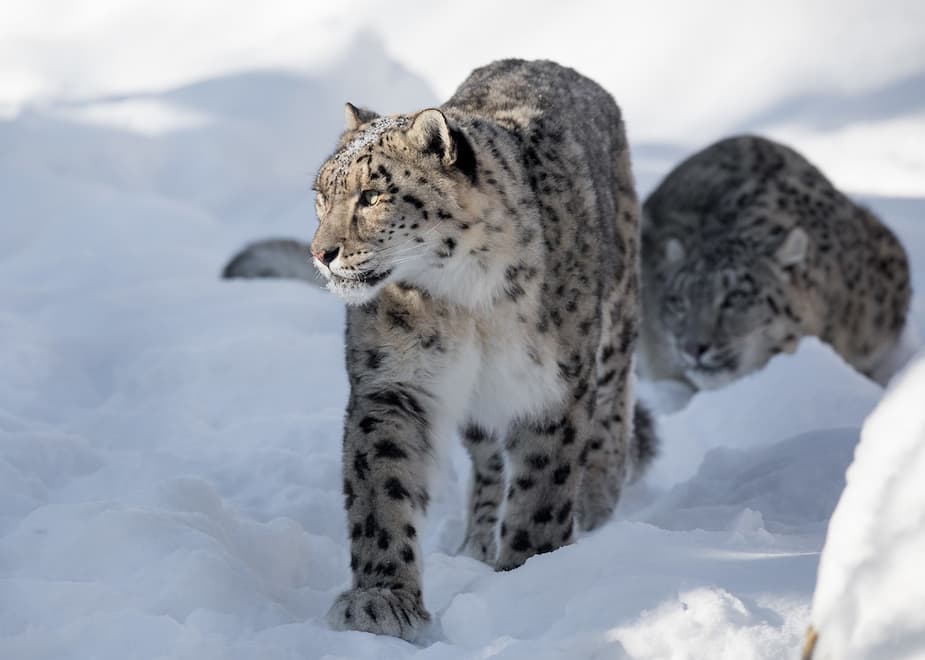 Saison hivernale au parc zoologique 1