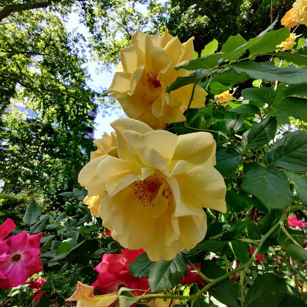 M’Finda Kalunga Garden 1