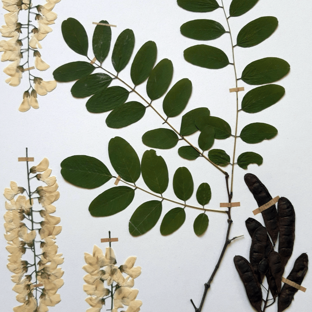 Atelier de création d’une planche d’herbier 1