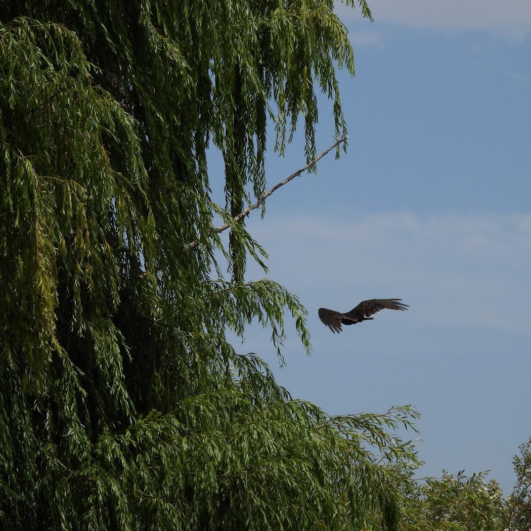 Coyote Creek Trail 3