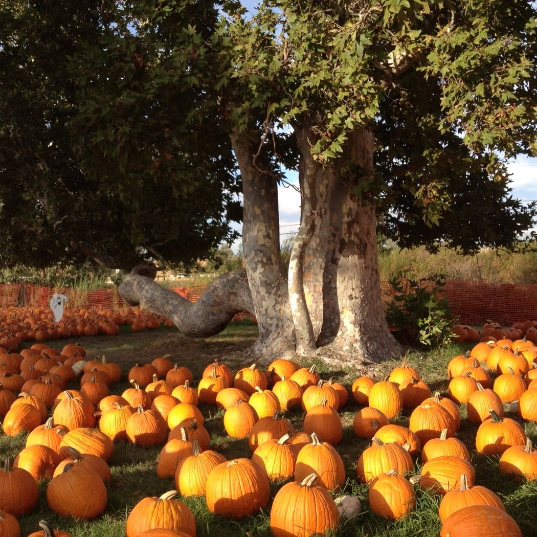 Joan's Farm & Pumpkin Patch 2