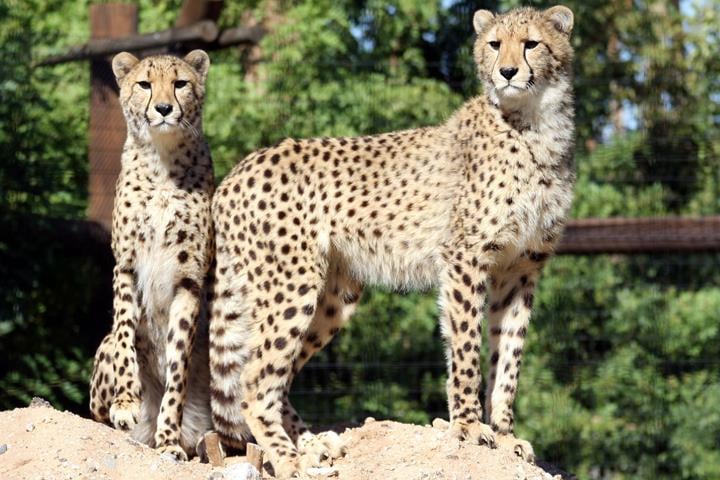 Wildlife World Zoo 2