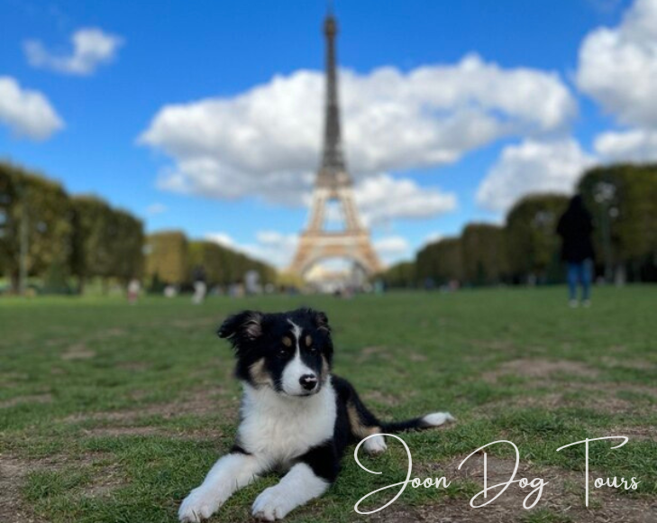 Joon Dog Tours 1