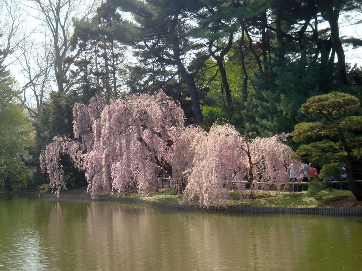Hanami Spring Cherry Blossom Festival 2