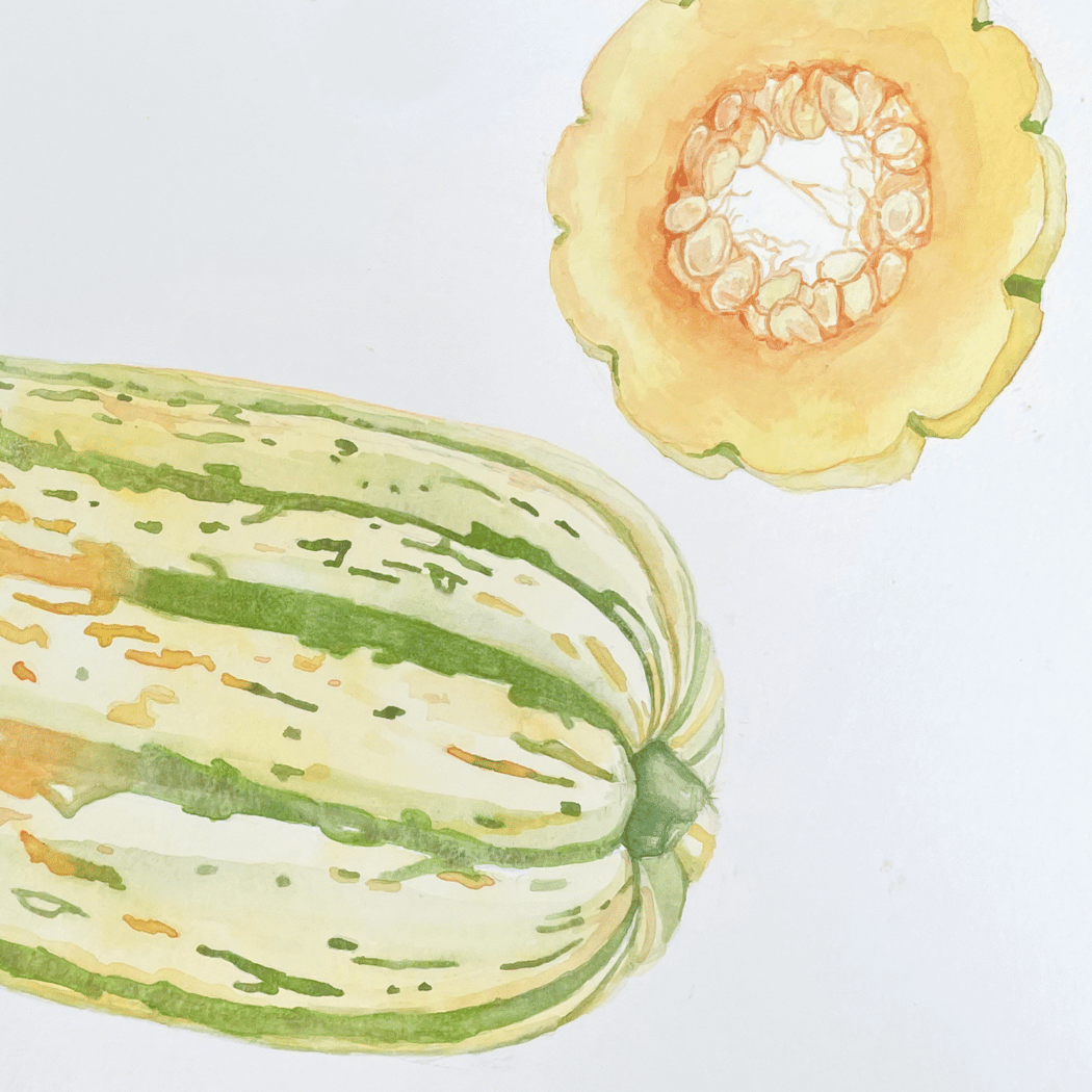 Painting Produce – 6 Week Watercolor Course 1