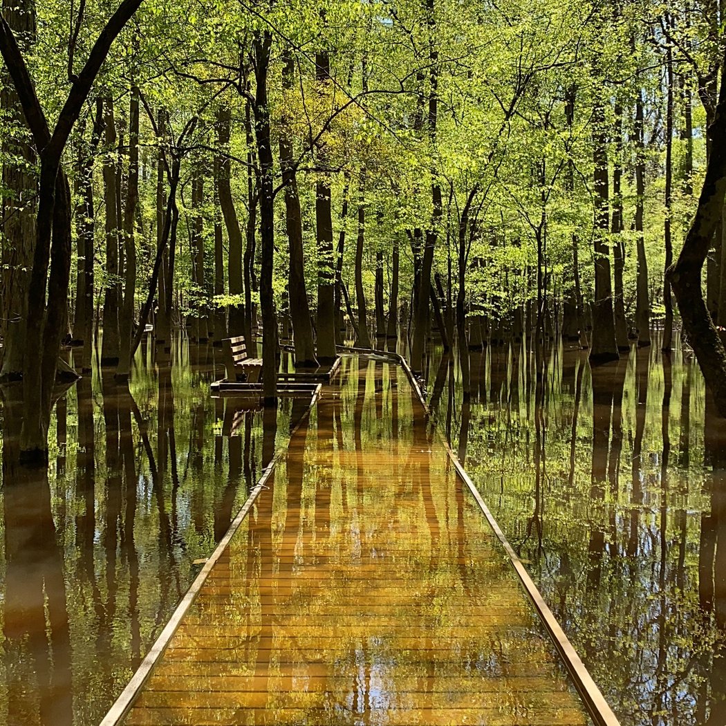 Congaree National Park 2