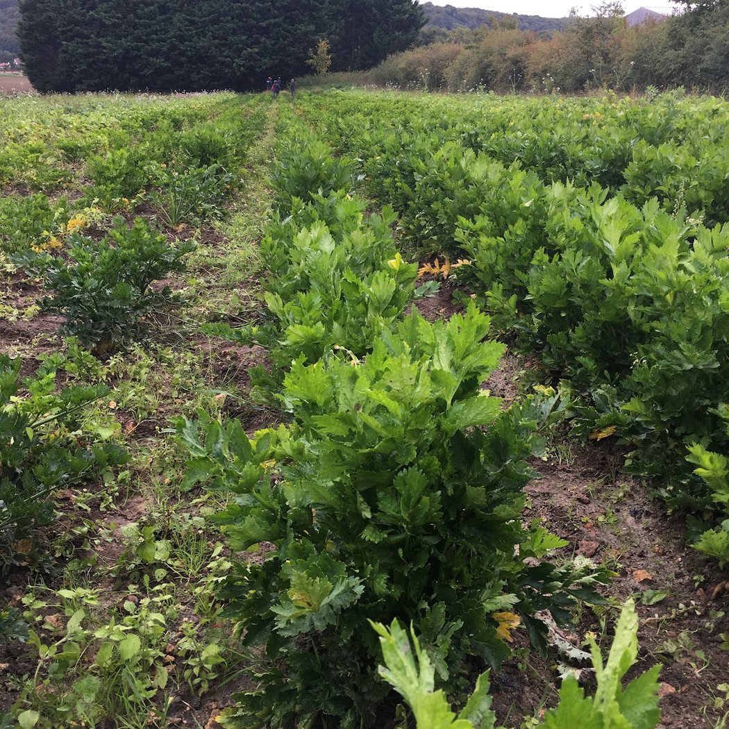 The Marcoussis Vegetable Gardens 4