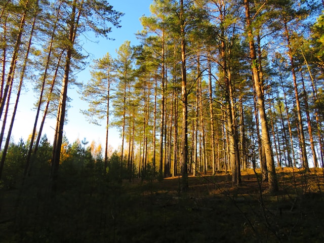 Forêt de Chiberta 2